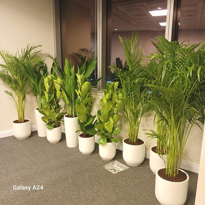 Office Plants Best Seller Bundle 11plants super promo