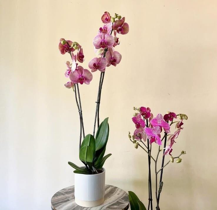 Orchid in white pot Wow Sale