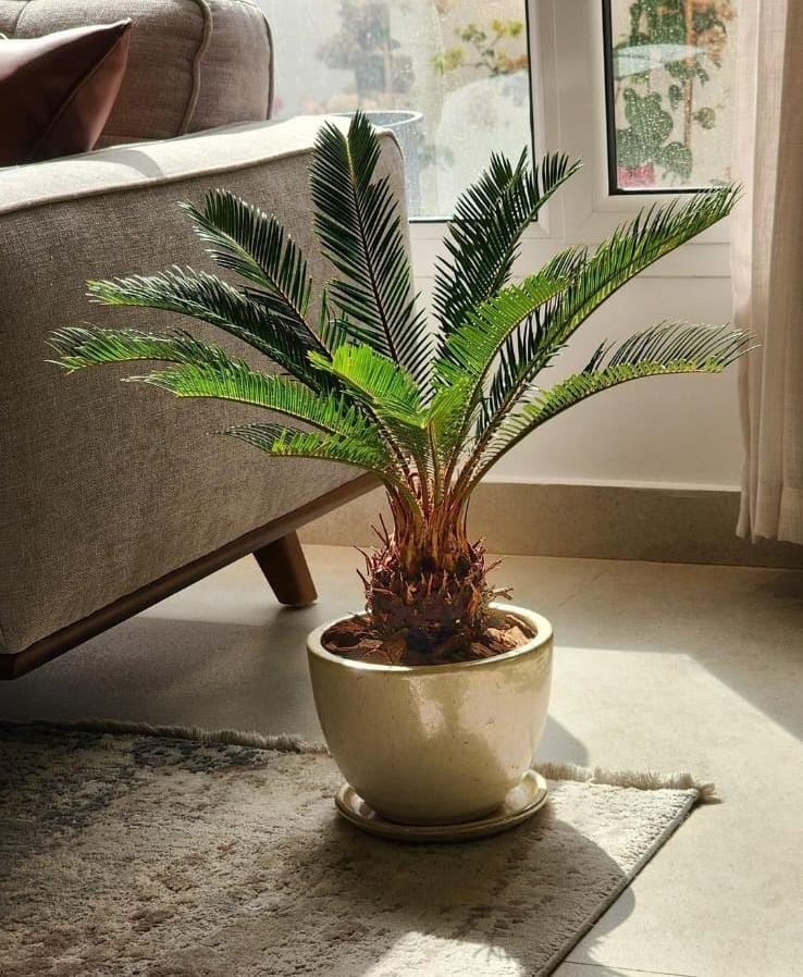 Cycas Palm in Ceramic Promo