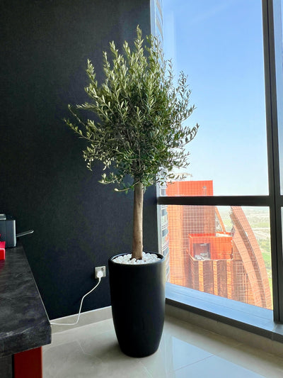 Olive Tree Premium in Black Matte Pot Height 2m WOW