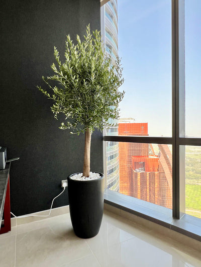 Olive Tree Premium in Black Matte Pot Height 2m WOW