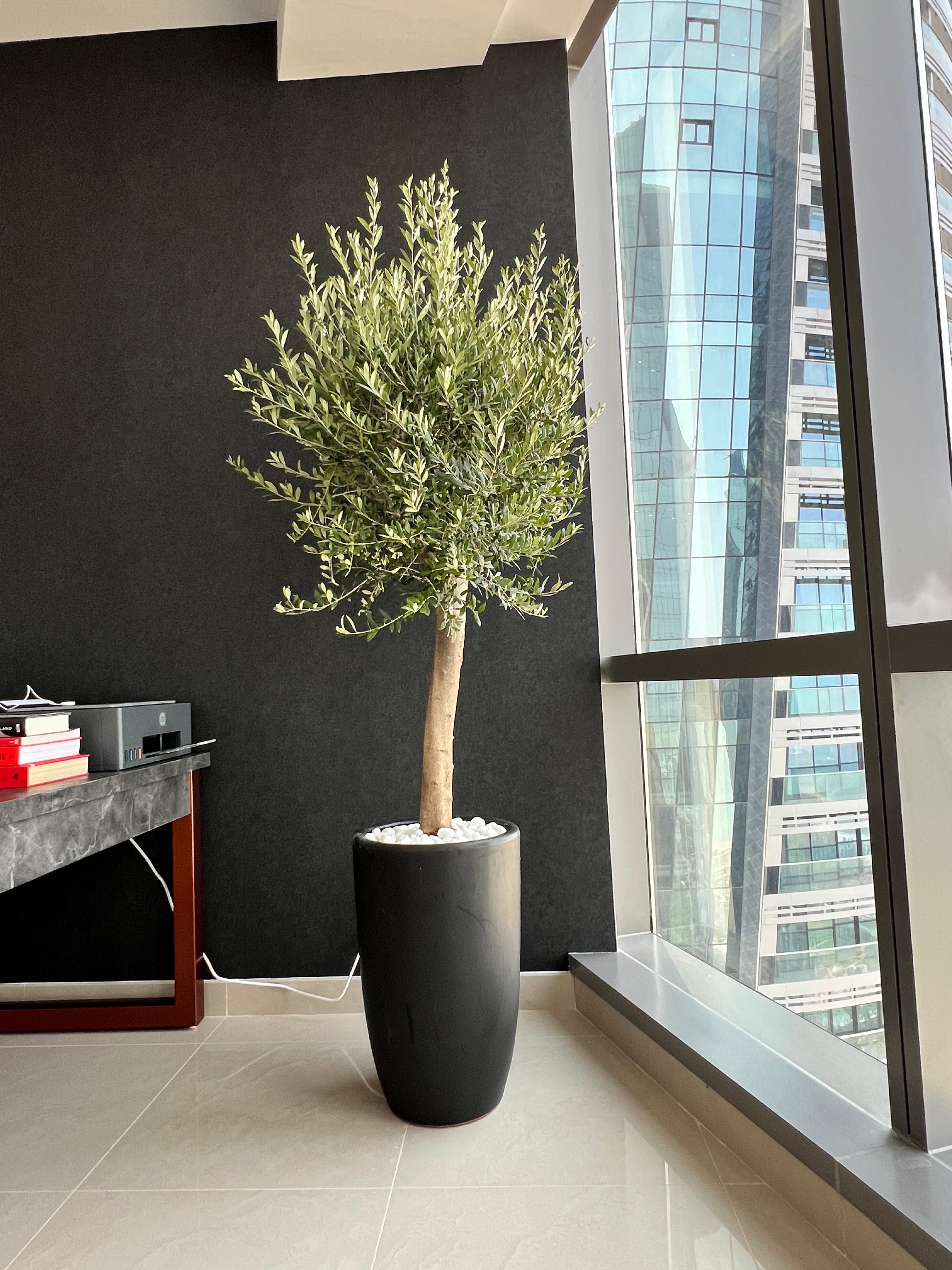 Olive Tree Premium in Black Matte Pot Height 2m WOW