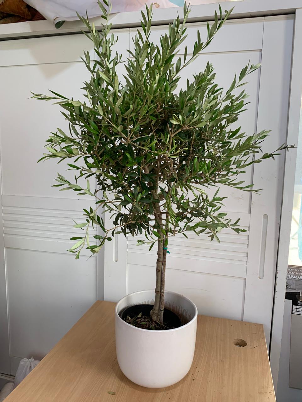 299DH Medium Olive Tree Wow Sale 💥