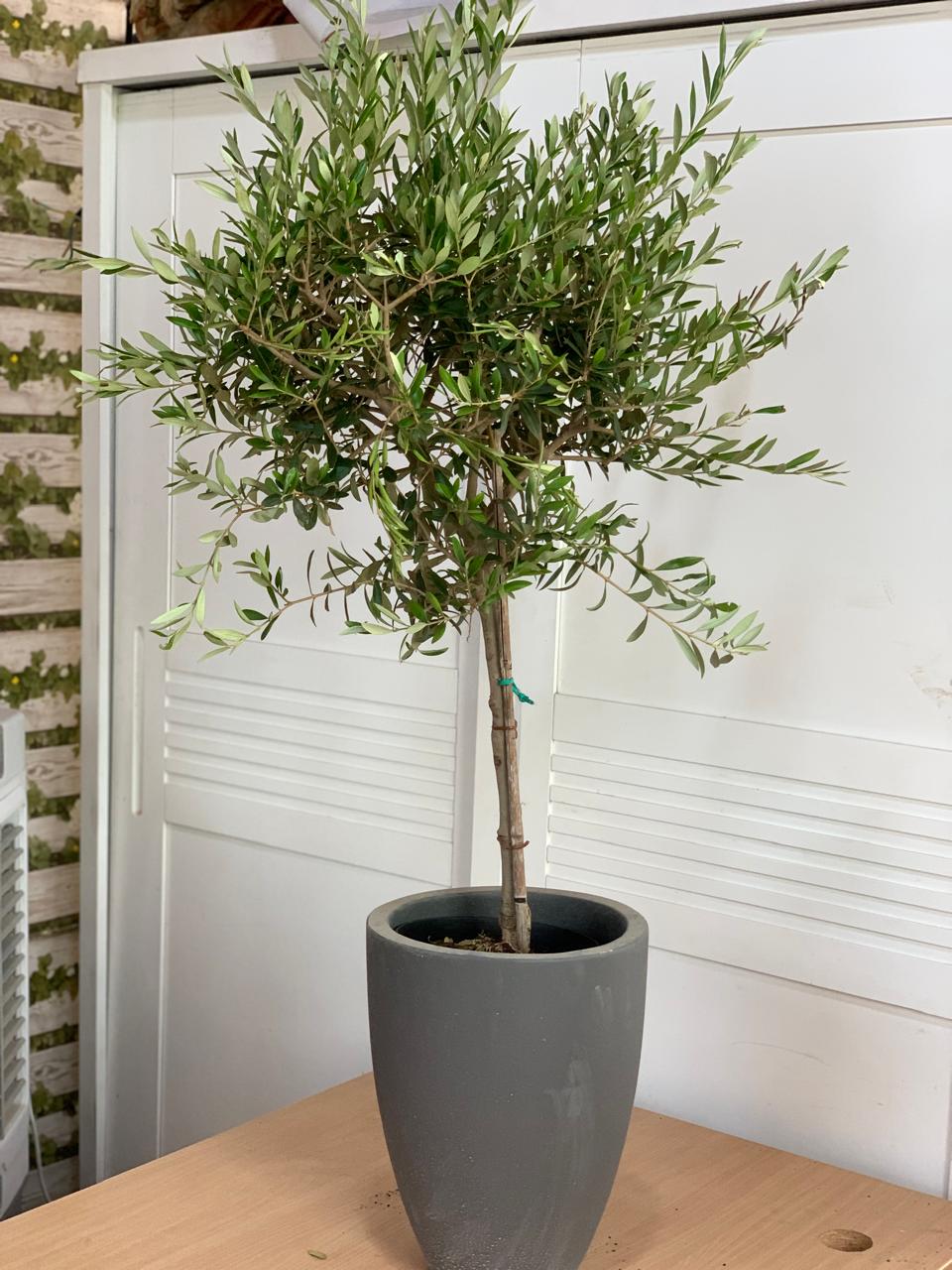 299DH Medium Olive Tree Wow Sale 💥