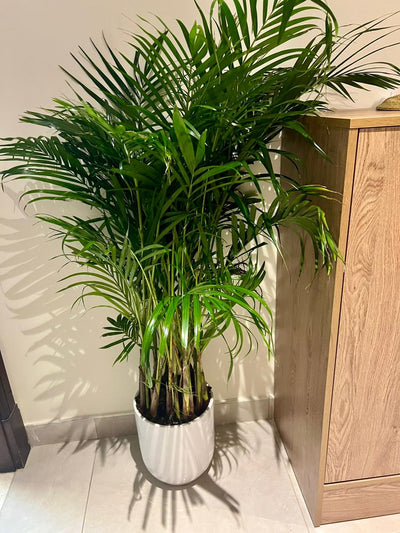 Areca Palm in white pot Each PROMO Best Seller