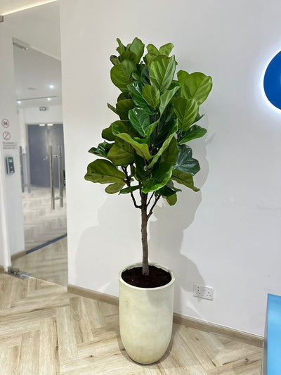 Big Fiddle in Fiber Pot| 180cm-200cm
