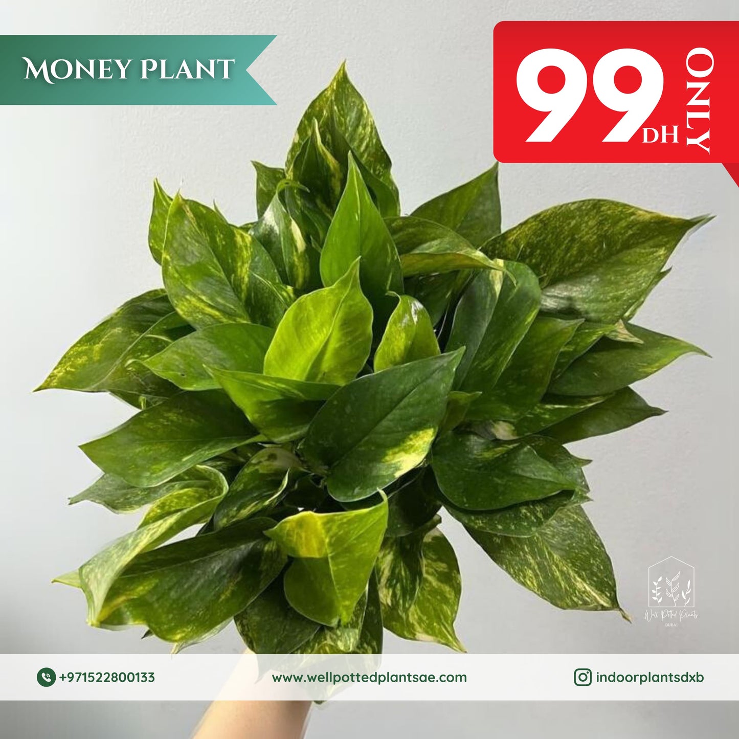 Promo Golden Pothos