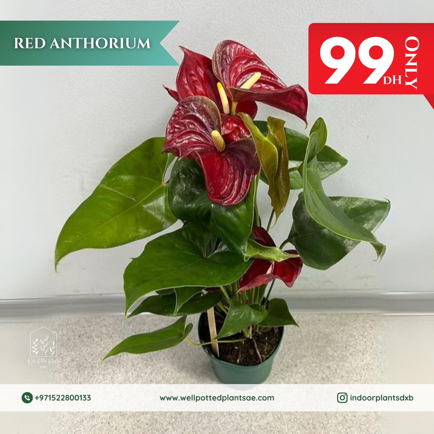 Promo Red Anthorium