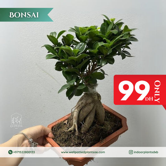 Promo Bonsai