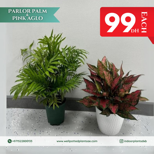 Promo Parlour Palm