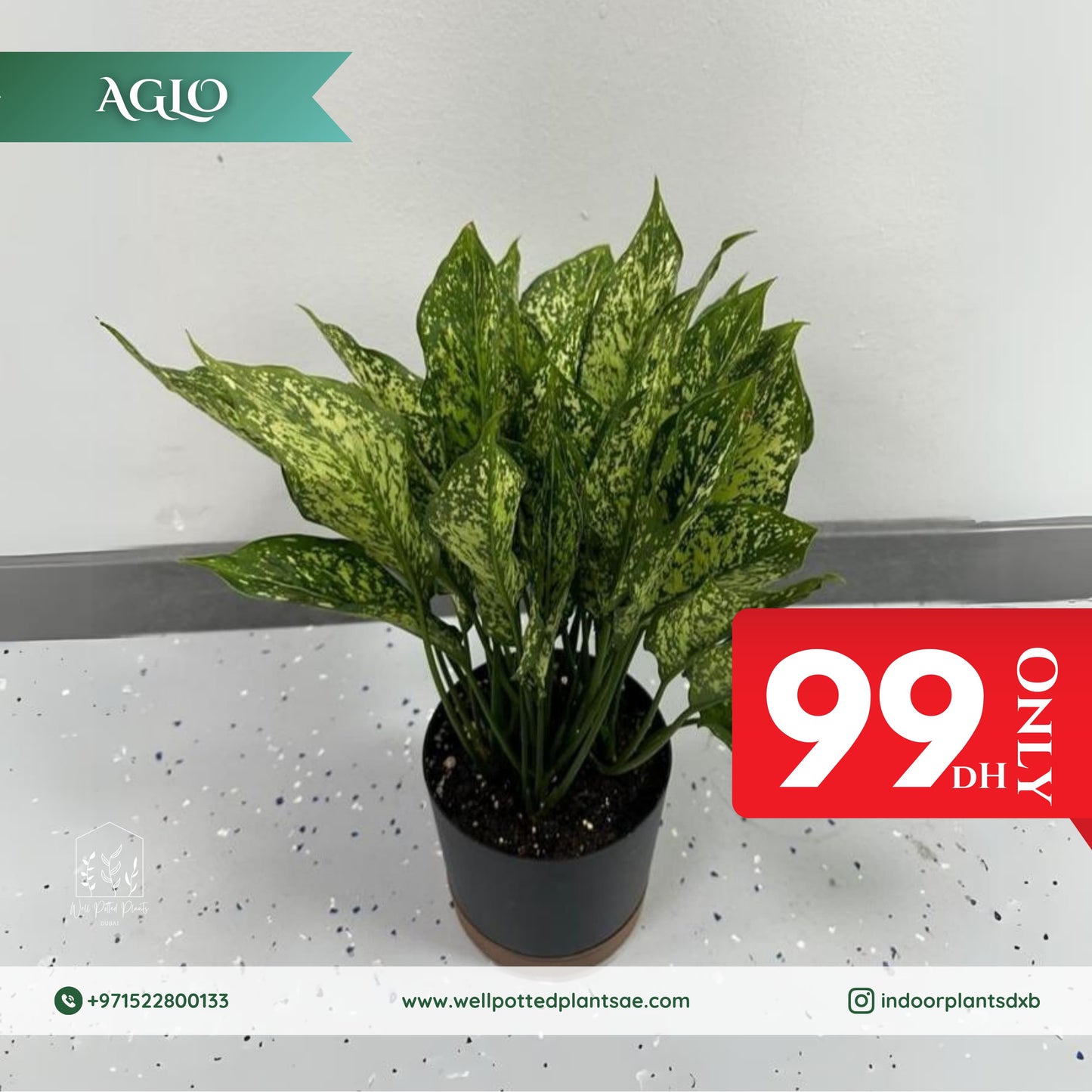 Promo Green Aglo