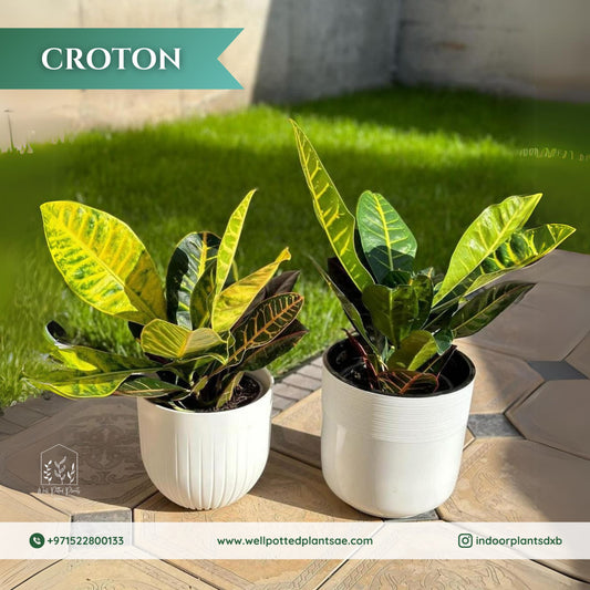 Croton each
