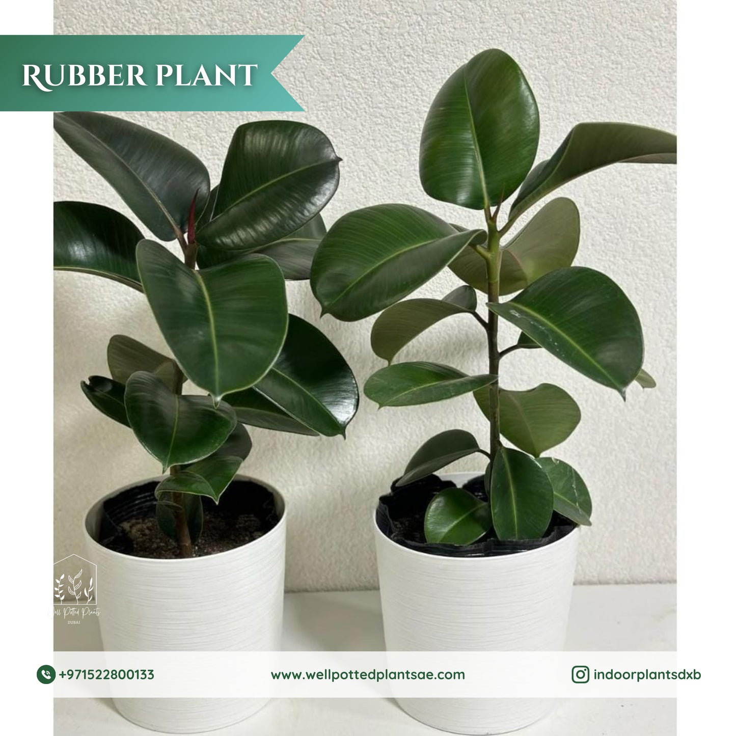 Rubber Plant Bundle