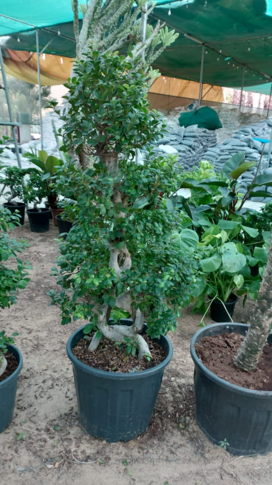 Bonsai XLarge in Nursery Pot