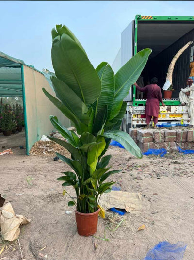 299DH Bird of Paradise in Nursery Pot Promo 130-150cm