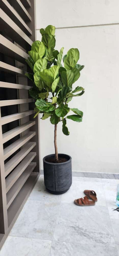 Big Fiddle in Fiber Pot| 180cm-200cm