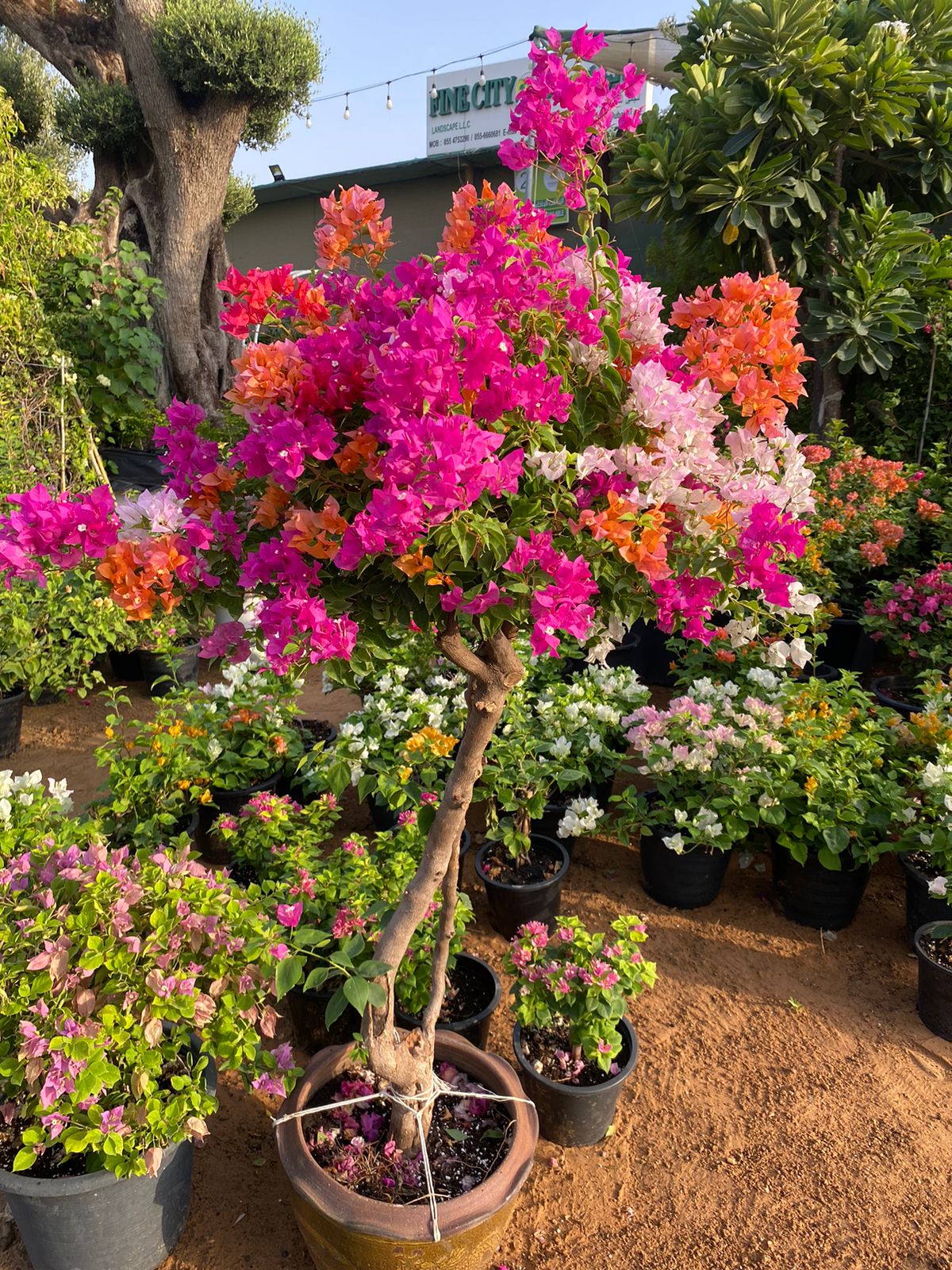 AA Thailand Bougainvillea WOW