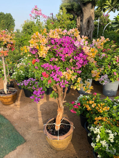Bougainvillea mixed color bonsai