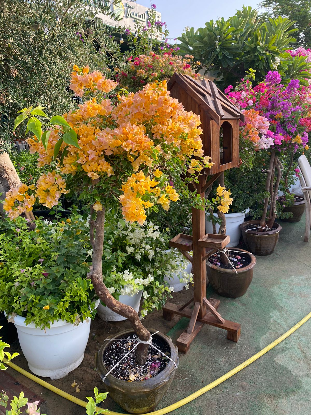 AA Thailand Bougainvillea WOW