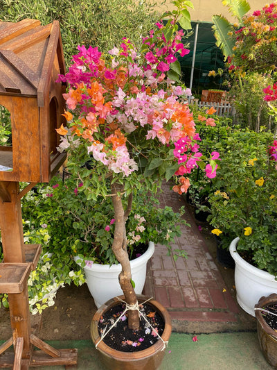 Bougainvillea mixed color bonsai