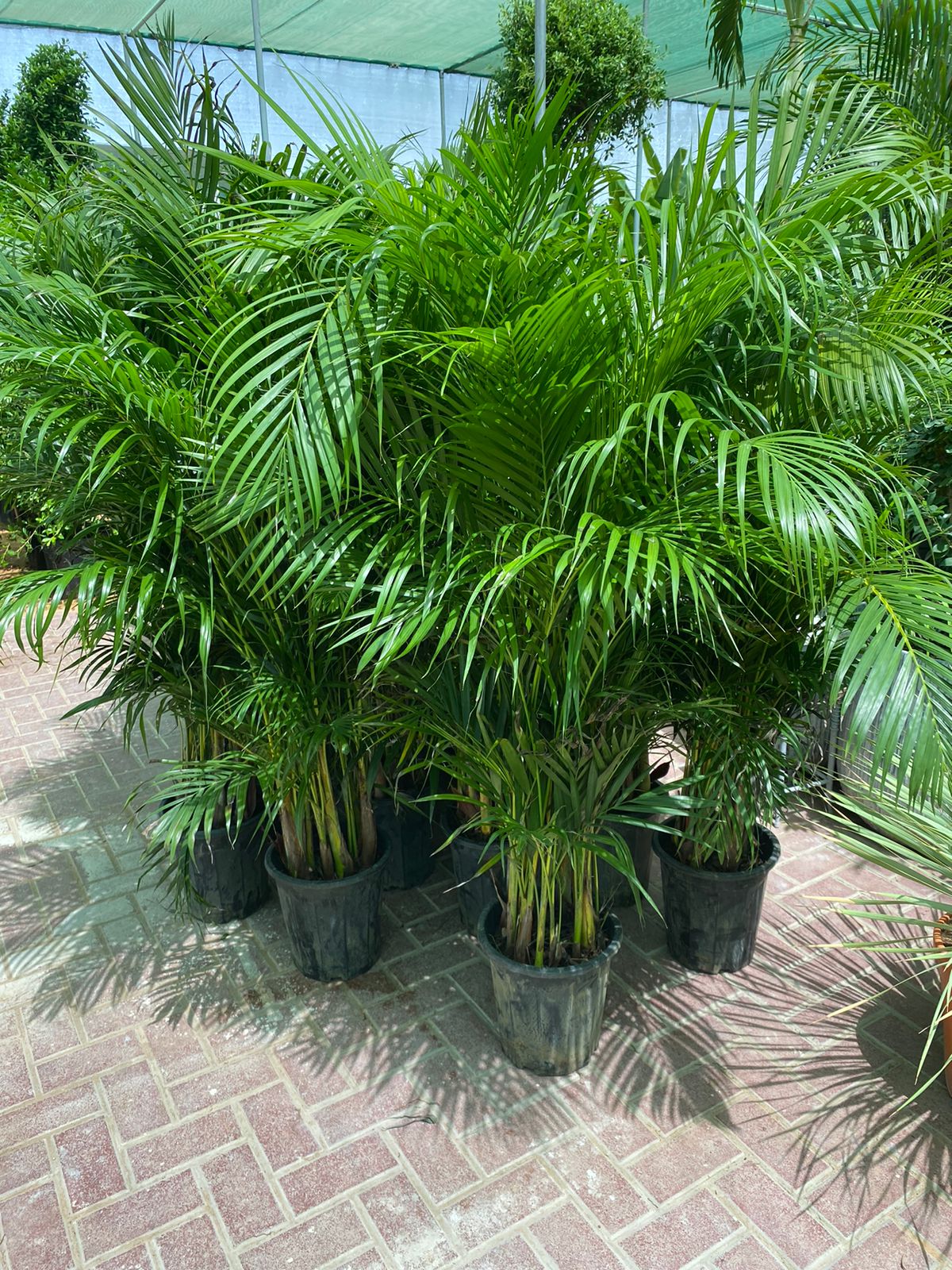 99DH New Arrival Areca 130cm to 140cm