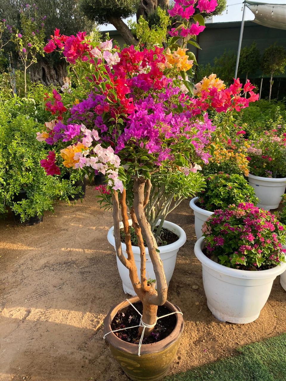 AA Thailand Bougainvillea WOW