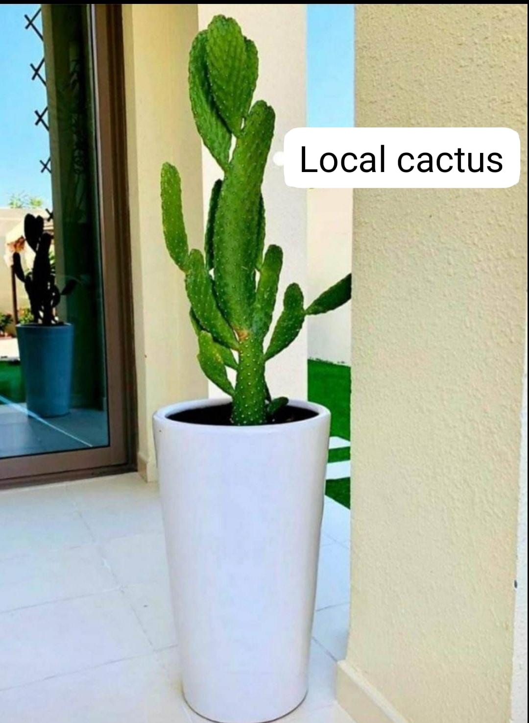 AA Cactus in Long Pot