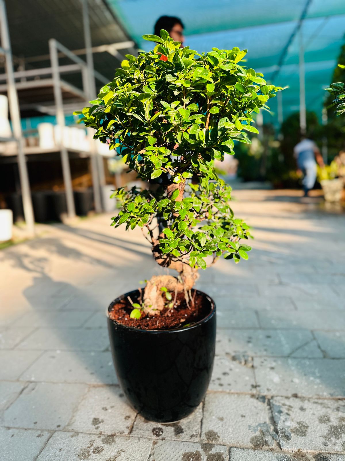 Medium Bonsai 100cm to 110cm Promo