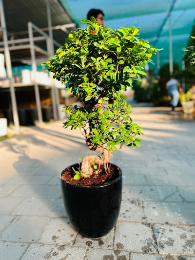 Medium Bonsai 80cm to 110cm Promo