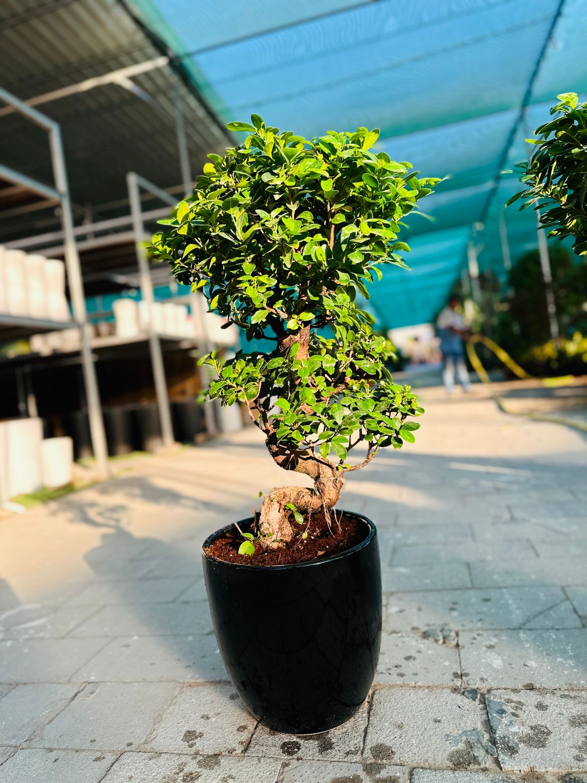 Medium Bonsai 100cm to 110cm Promo