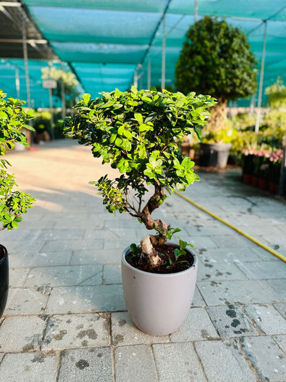 Medium Bonsai 100cm to 110cm Promo