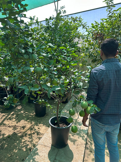 Lemon yellow in Nursery Pot Big