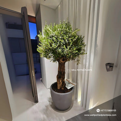 Olive Bonsai XXL 2.2m to 2.5m in Fiber Premium Collection