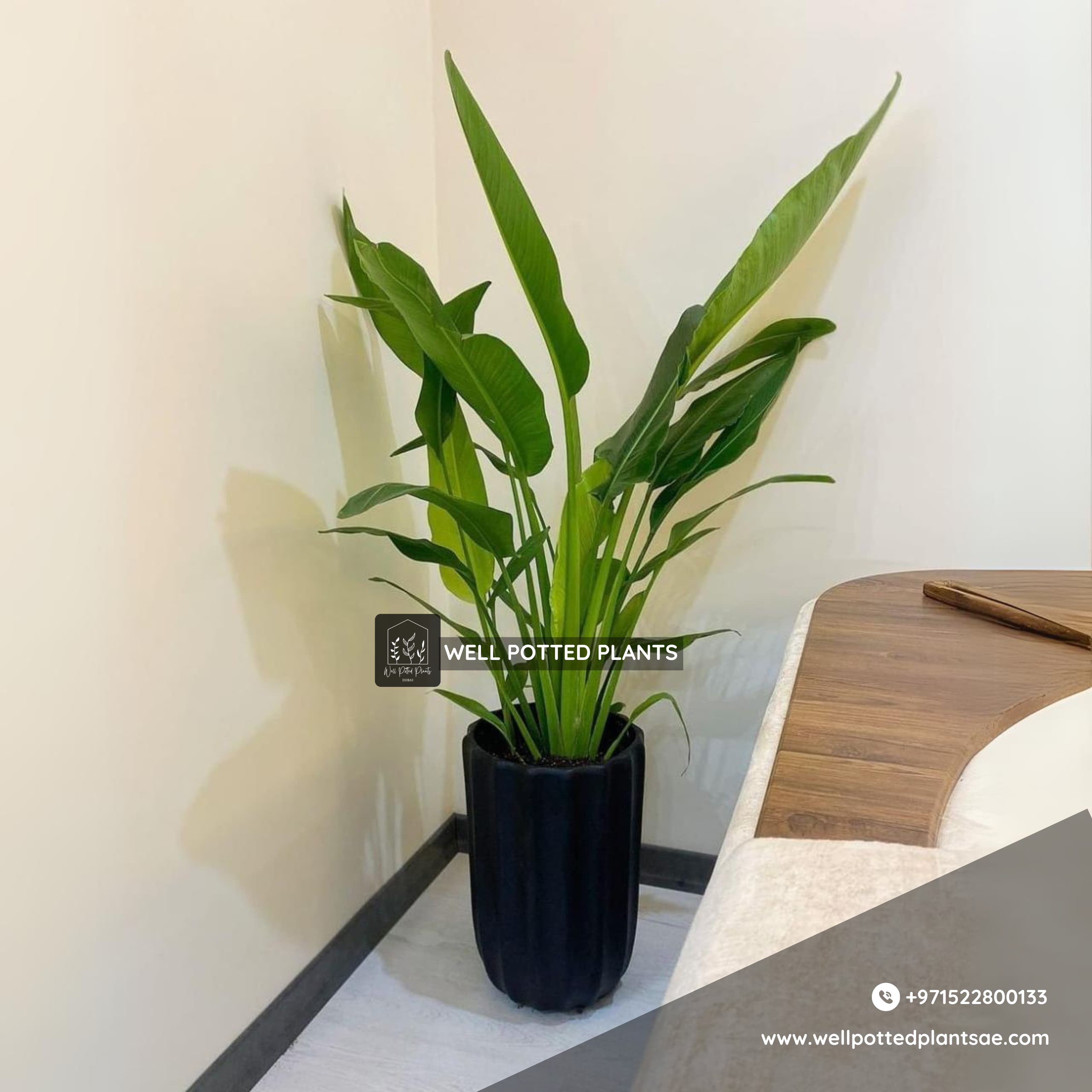 Travellers Palm Promo  150cm to 180cm