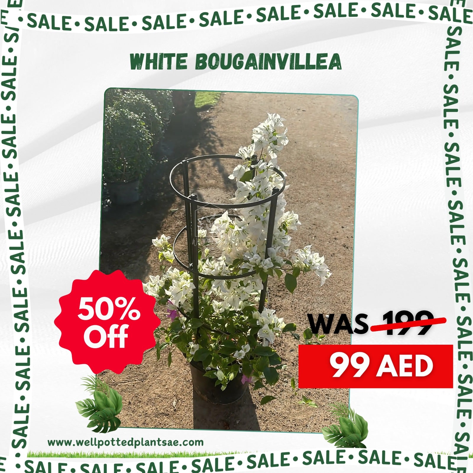 Clearance Sale Bougainvillea Bushy in Nursery Pot