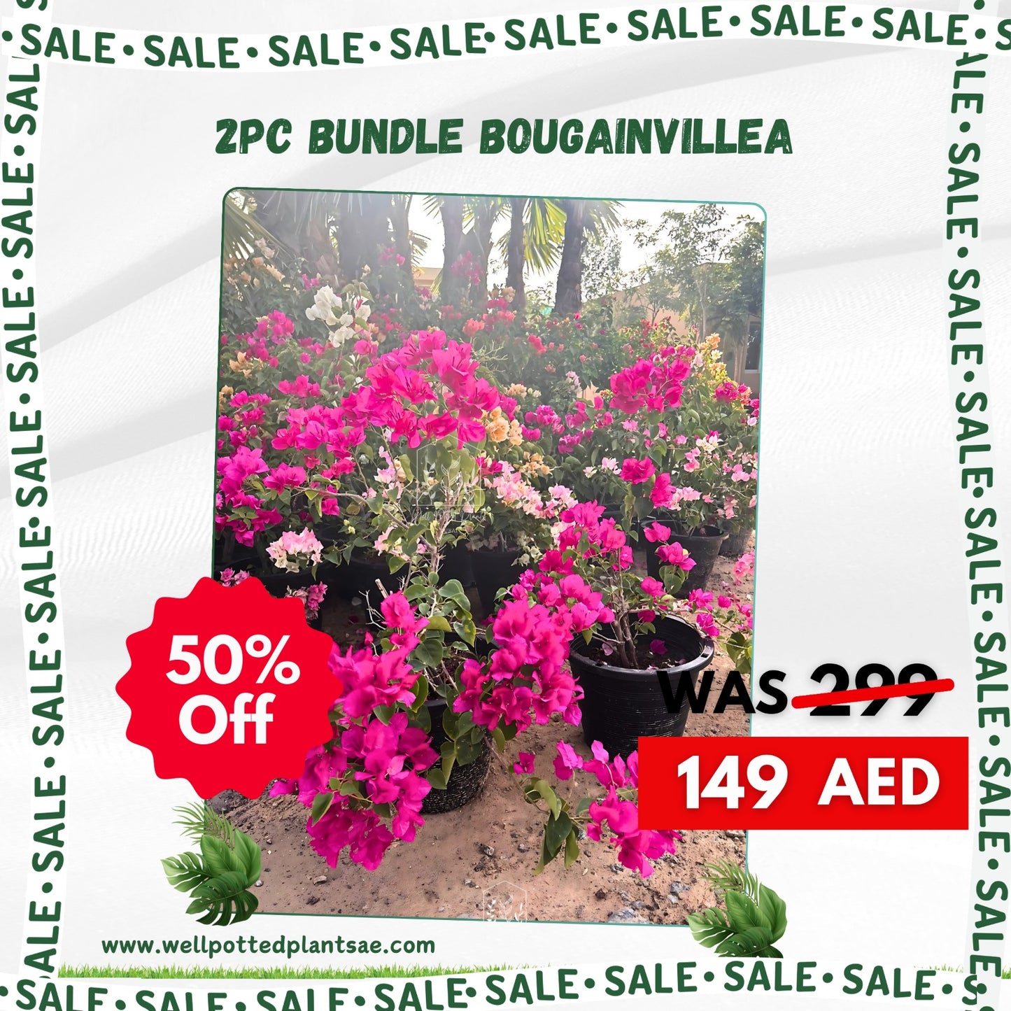 149DH Bougainvillea 2pc Bundle in Nursrery Pot