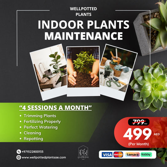 Plant Maintenance for 1 Month Promo