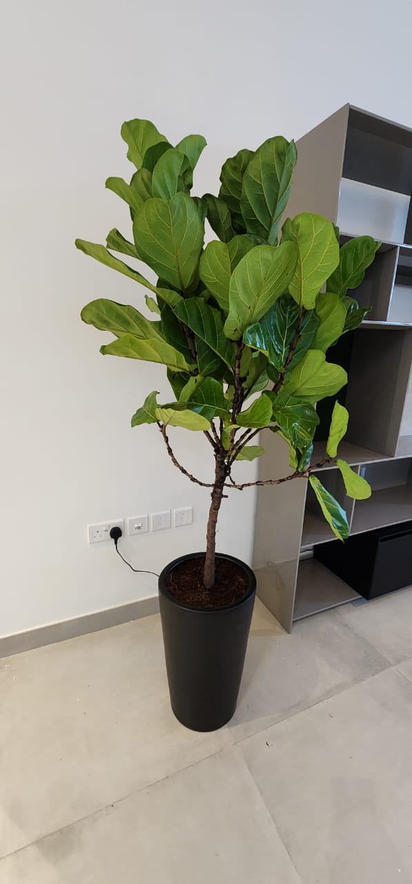 Fiddle Big 1.6 to 2m Height in Ceramic