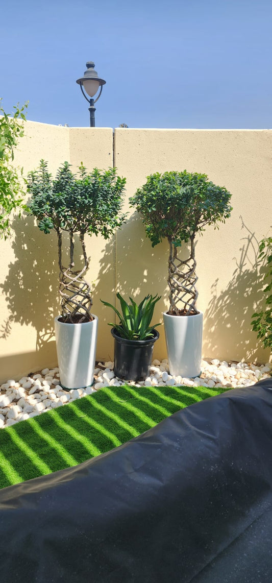 Twisted Bonsai Ficus Large Outdoor Each