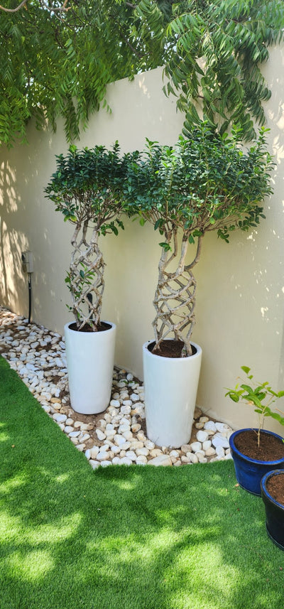 Bonsai Twisted Ficus Large Outdoor Each