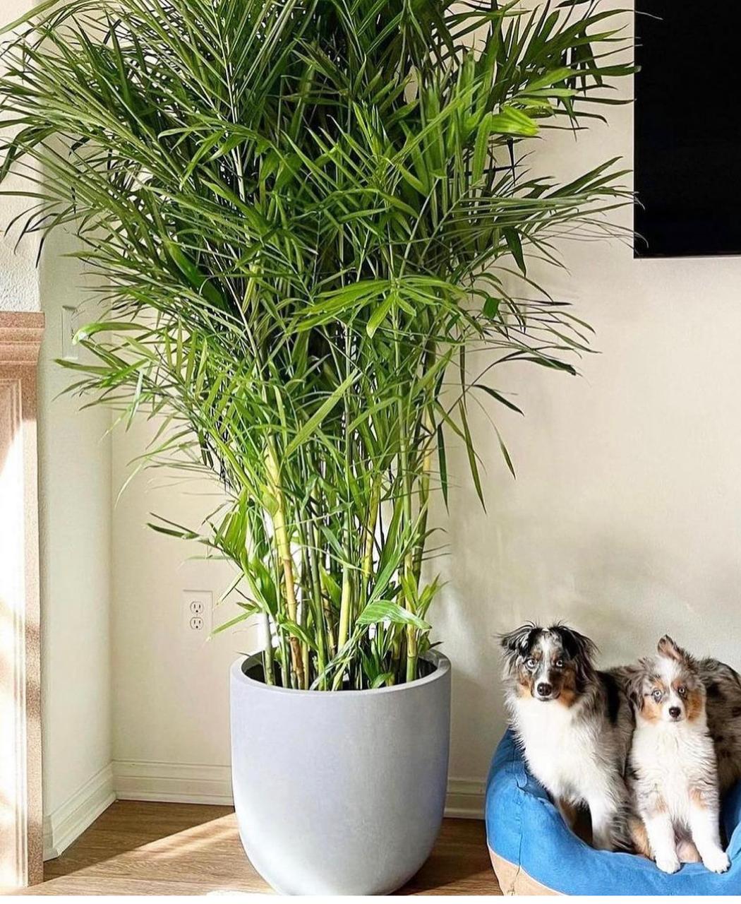 Bamboo Palm Premium Holland in Grey