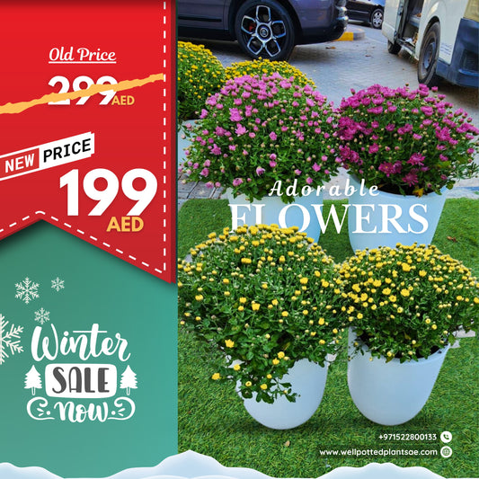 Outdoor Flower Per Pot Promo