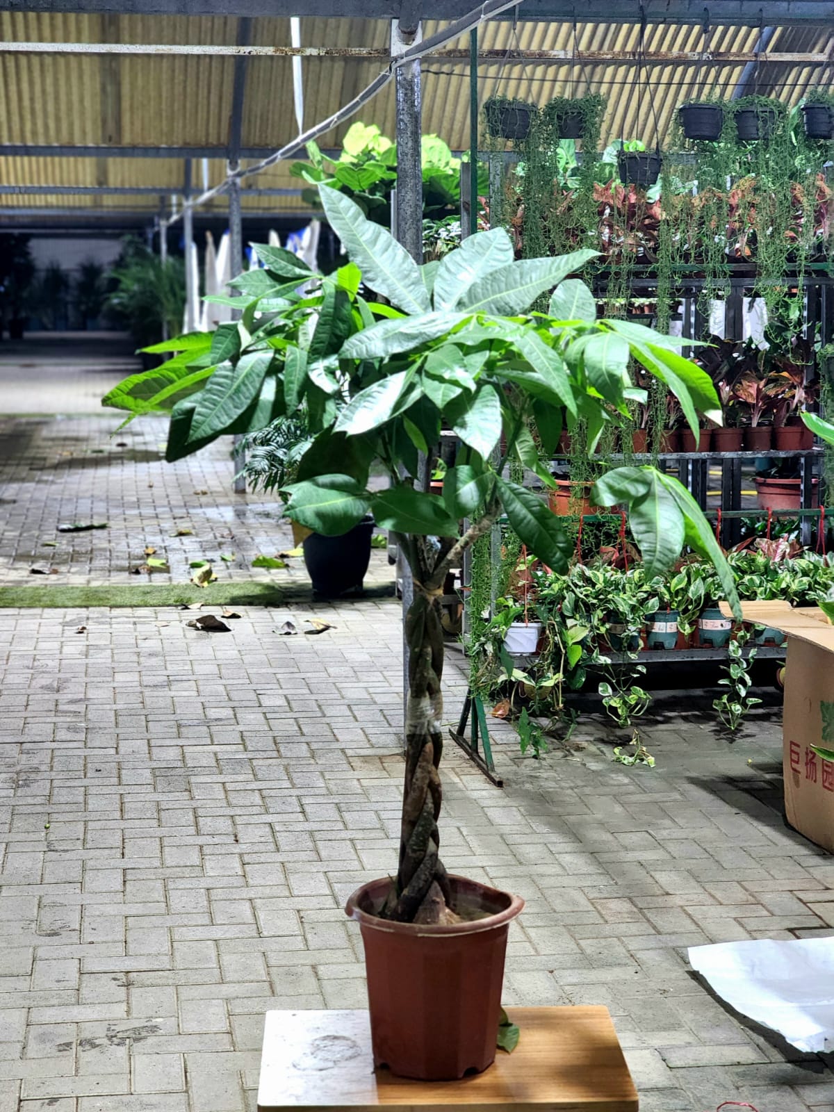 Braided Pachira Money Tree ( 150cm to 160cm) premium