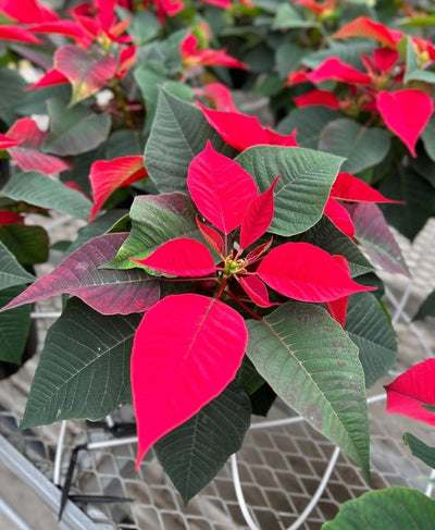Poinsettia in Ceramic PROMO Indoor Plants UAE