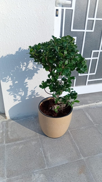 Medium Bonsai 80cm to 110cm Promo
