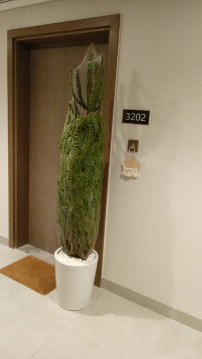 Christmas Tree 1.5m to 1.7m in White Pot Plants UAE
