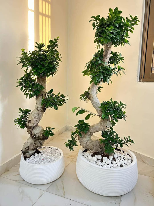 Premium Bonsai in White Pot PROMO Big Each