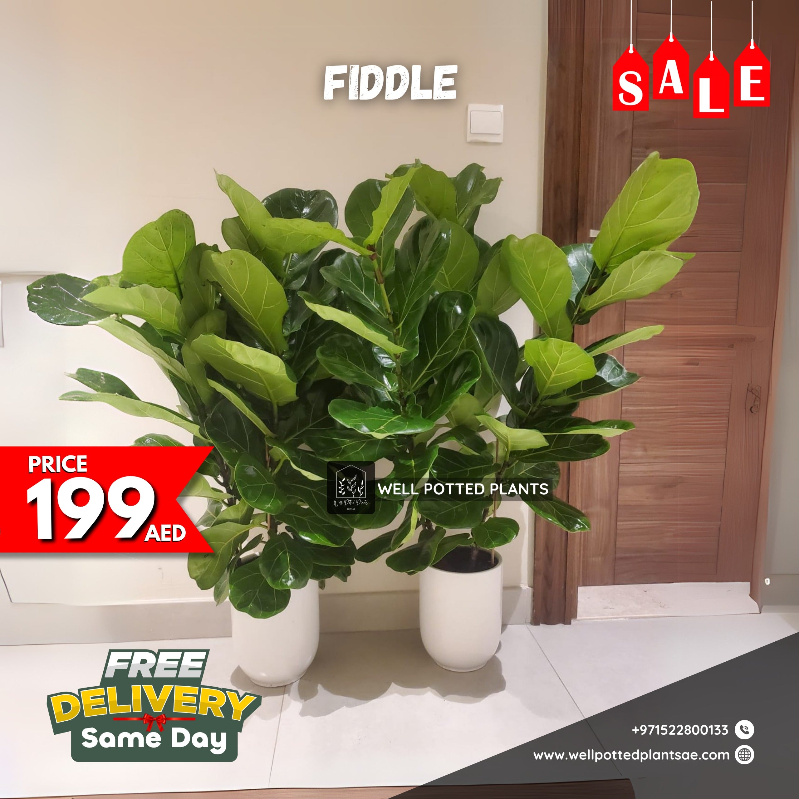 Premium fiddle each in white pot PROMO
