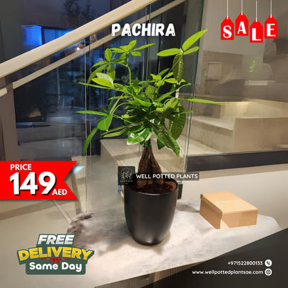 Pachira Table Plant PROMO