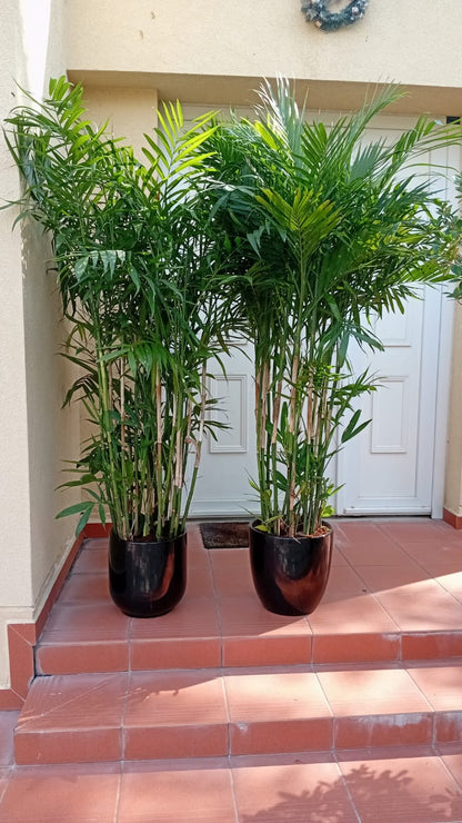 199DH WOW SALE Bamboo Palm (150 to 180cm) IN WHITE PROMO